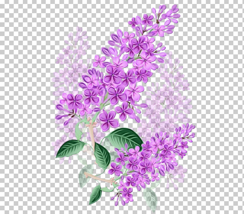 Lavender PNG, Clipart, Branch, Buddleia, Dendrobium, Flower, Lavender Free PNG Download