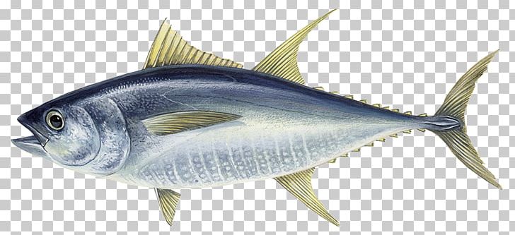 Atlantic Bluefin Tuna Albacore Yellowfin Tuna Da Hui Fish PNG, Clipart, Animals, Bony Fish, Escolar, Fauna, Fish Products Free PNG Download