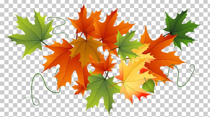 Autumn Leaf Color Portable Network Graphics PNG, Clipart, Autumn, Autumn Leaf Color, Autumn Leaves, Download, Leaf Free PNG Download