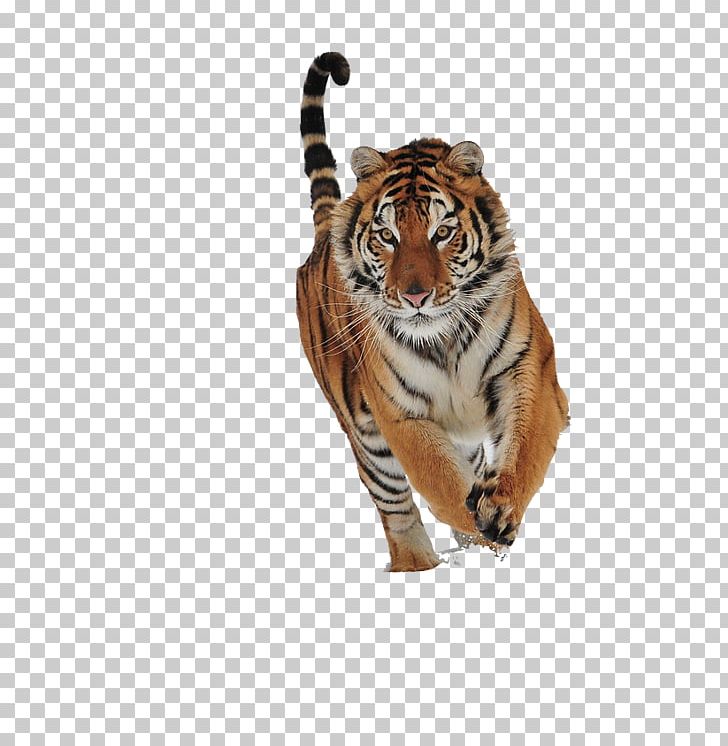 Bhumihar Parashurama Cat Brahmin Tiger PNG, Clipart, Adchoices, Animal, Animals, Bhumihar, Big Cat Free PNG Download