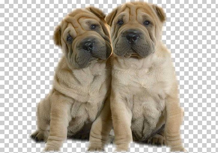 Mini Shar Pei Bone-mouth Puppy American Bully PNG, Clipart, American Bully, Ancient Dog Breeds, Animal, Animals, Breed Free PNG Download