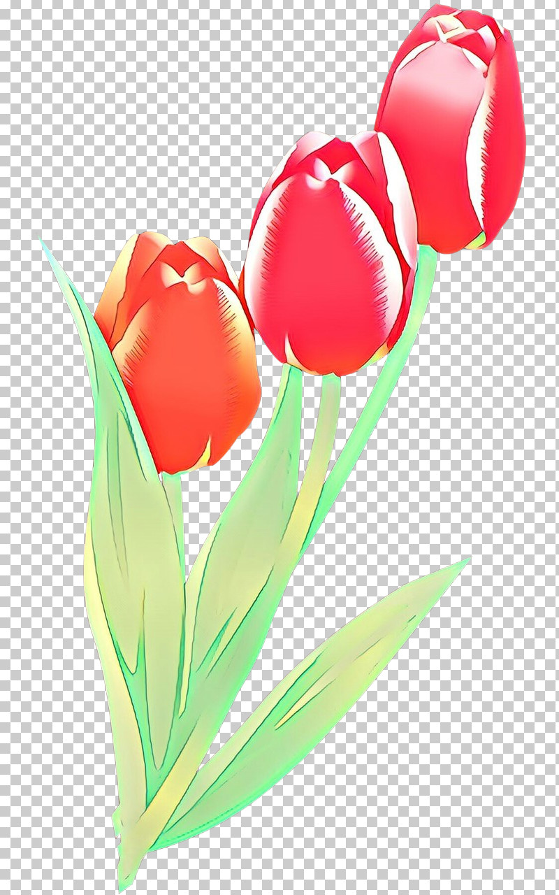 Tulip Flower Plant Petal Cut Flowers PNG, Clipart, Cut Flowers, Flower, Lily Family, Petal, Plant Free PNG Download