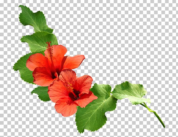 User Interface Design Annual Plant Flower PNG, Clipart, Annual Plant, Arka Fon, Art, Chinese Hibiscus, Computer Icons Free PNG Download