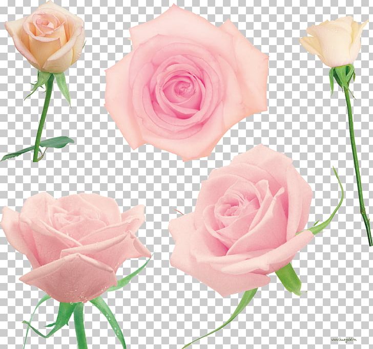 Garden Roses Cabbage Rose Floribunda Cut Flowers PNG, Clipart, Artificial Flower, Cut Flowers, Floral Design, Floribunda, Floristry Free PNG Download