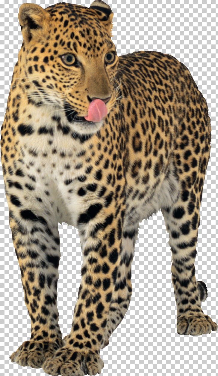 Leopard Jaguar Cheetah PNG, Clipart, Animal, Animals, Big Cats, Black Panther, Carnivoran Free PNG Download