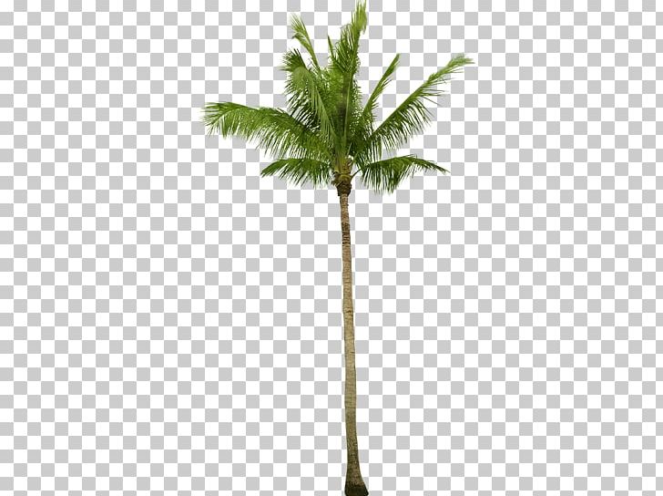 Asian Palmyra Palm Coconut Babassu Arecaceae Tree PNG, Clipart, Architectural, Arecaceae, Arecales, Asian Palmyra Palm, Attalea Free PNG Download