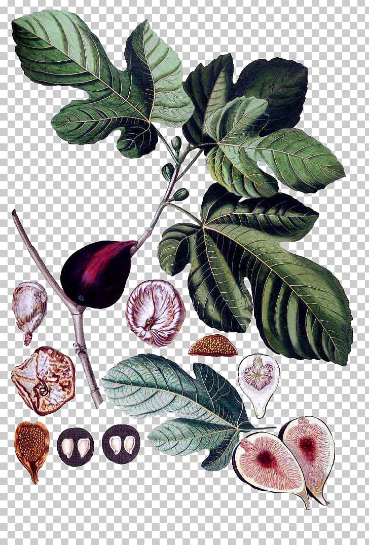 Common Fig Botany Botanical Illustration Fiddle-leaf Fig Plant PNG, Clipart, Adam Eve, Botanical Illustration, Botany, Common Fig, Fiddle Leaf Fig Free PNG Download