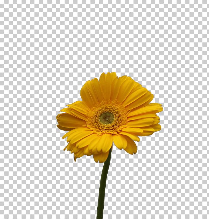 Common Sunflower Cut Flowers Transvaal Daisy Daisy Family PNG, Clipart, Anthurium Andraeanum, Common Sunflower, Cut Flowers, Daisy Family, Flower Free PNG Download