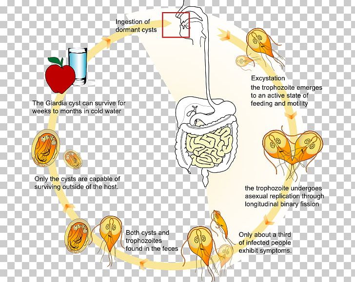 Giardia Lamblia Giardiasis Biological Life Cycle Trophozoite Infection PNG, Clipart, Area, Biological Life Cycle, Biology, Commodity, Cyst Free PNG Download