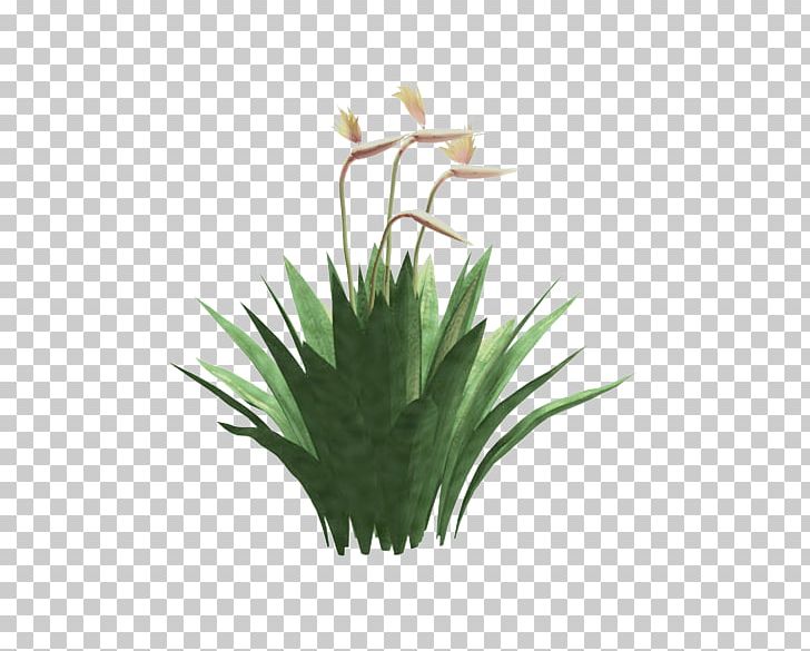 Grasses Flowerpot Plant Stem Family PNG, Clipart, Family, Flower, Flowering Plant, Flowerpot, Grass Free PNG Download