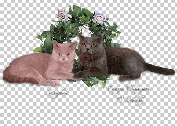 Kitten Whiskers Animal PNG, Clipart, Animal, Animals, Carnivoran, Cat, Cat Like Mammal Free PNG Download