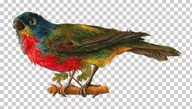 Lovebird Victorian Era PNG, Clipart, Animals, Art, Beak, Bird, Birds Free PNG Download