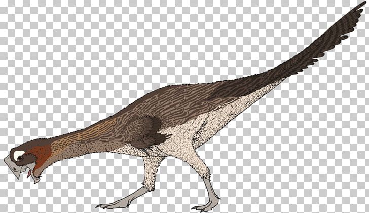 Oviraptor Velociraptor Tyrannosaurus Dinosaur Citipati PNG, Clipart, Animal Figure, Beak, Bird, Citipati, Conchoraptor Free PNG Download