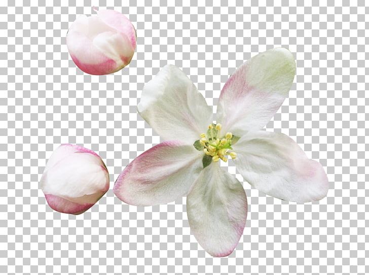 Petal Flower Blossom PNG, Clipart, Blossom, Bud, Buds, Cherry Blossom, Designer Free PNG Download