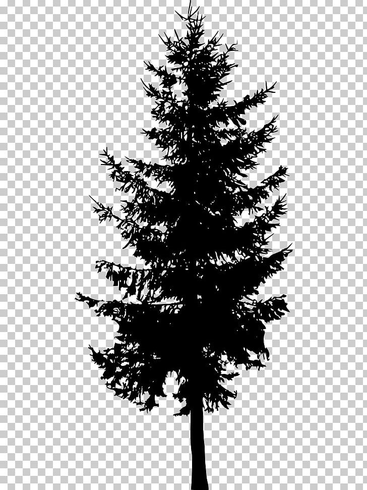 Spruce Fir Cedar Tree Larch PNG, Clipart, Black And White, Branch, Cedar, Christmas Decoration, Christmas Tree Free PNG Download