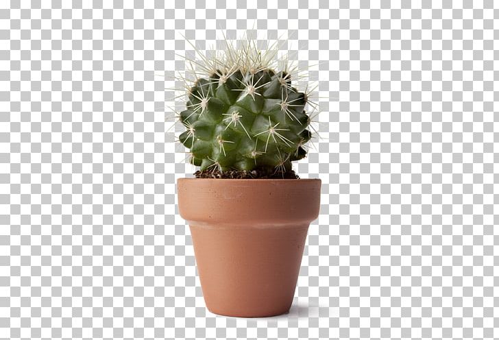 Stock Photography Getty S PNG, Clipart, Business, Cactaceae, Cactus, Caryophyllales, Flowering Plant Free PNG Download