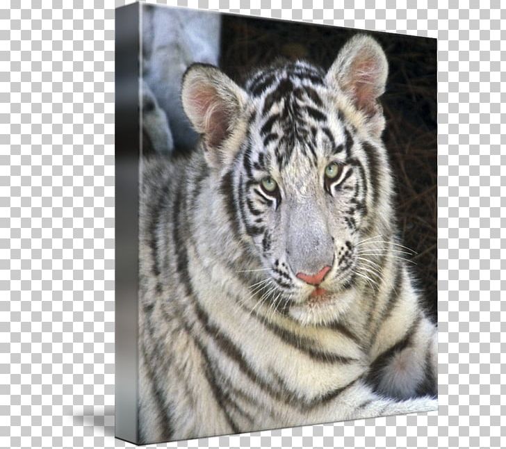 Tiger Whiskers Cat Fur Snout PNG, Clipart, Animal, Animals, Big Cat, Big Cats, Carnivoran Free PNG Download