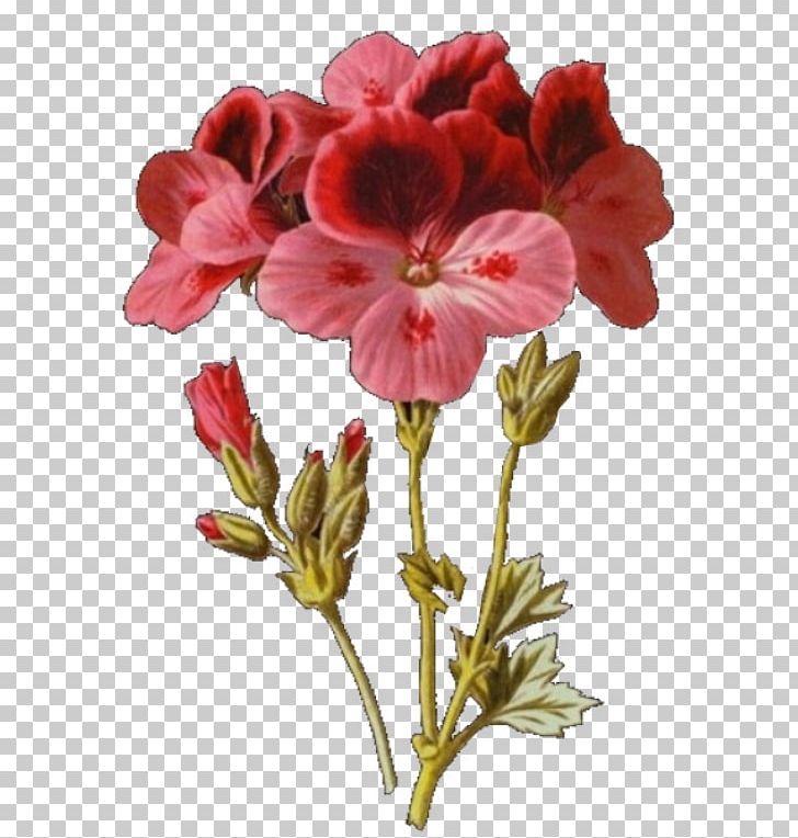 Crane's-bill Studio Voltaire Toile Cut Flowers Annual Plant PNG, Clipart,  Free PNG Download