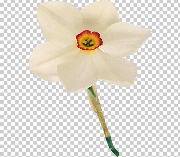 Daffodil Cut Flowers Color Yellow PNG, Clipart, Amaryllidaceae, Amaryllis Family, Bulb, Color, Cultivar Free PNG Download