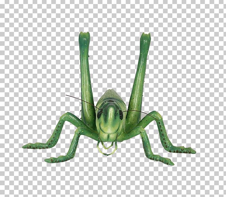Grasshopper Locust Insect Icon PNG, Clipart, Animal, Arthropod, Caelifera, Cricket Like Insect, Fauna Free PNG Download