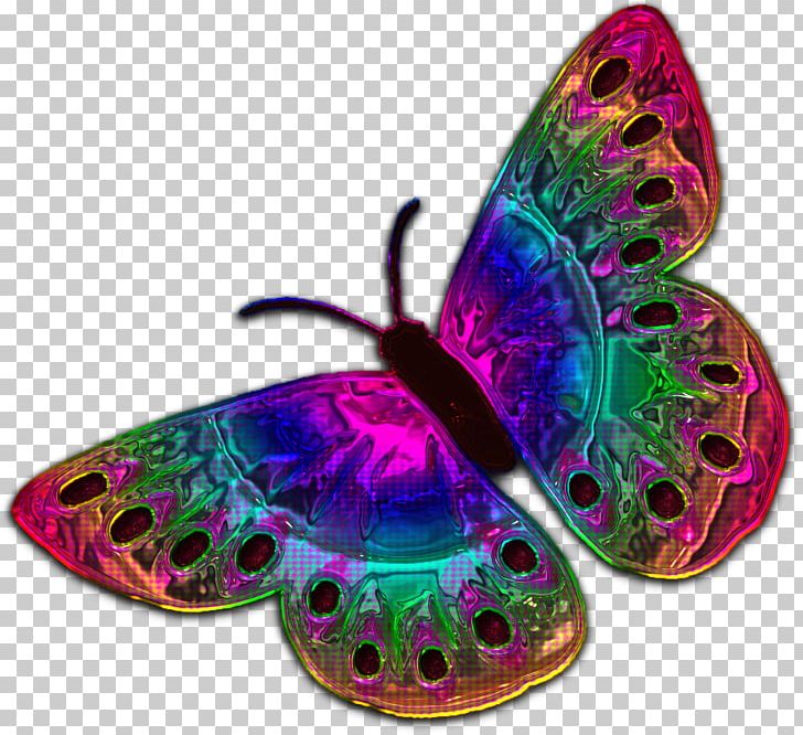 Butterfly Insect Pollinator Invertebrate Organism PNG, Clipart, Butterflies And Moths, Butterfly, Insect, Insects, Invertebrate Free PNG Download