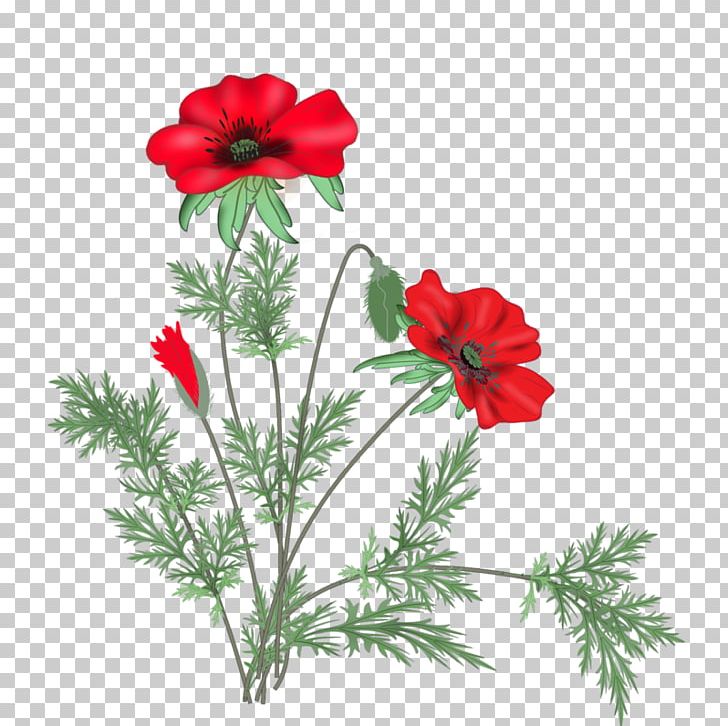 Poppy Cut Flowers PNG, Clipart, Anemone, Blog, Common Poppy, Coquelicot, Diary Free PNG Download