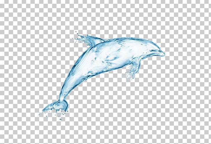 Dolphin Stock Photography Water PNG, Clipart, Animal, Animals, Cartoon Dolphin, Cetacea, Common Bottlenose Dolphin Free PNG Download
