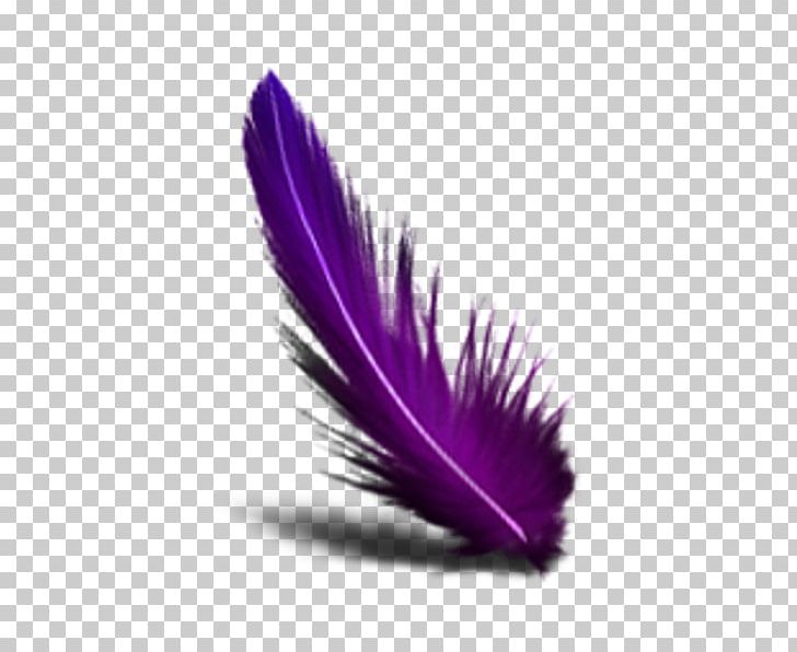 Feather Color Computer Icons PNG, Clipart, Animals, Color, Computer Icons, Download, Feather Free PNG Download