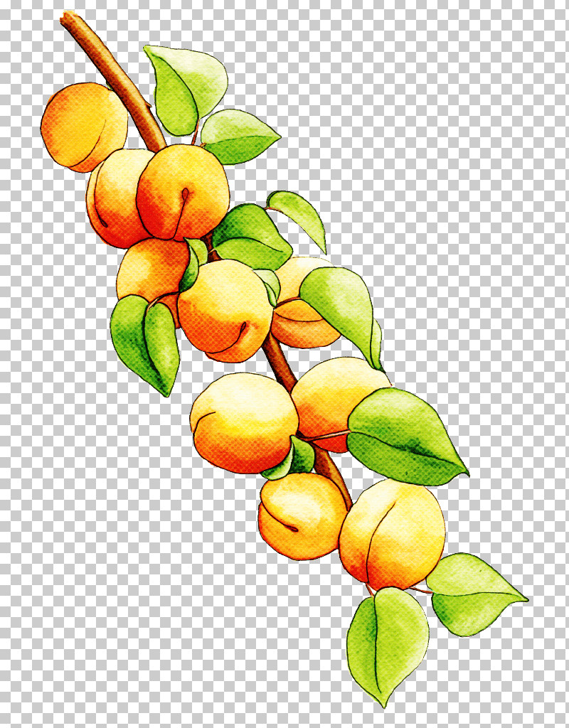 Fruit Tree PNG, Clipart, Branch, Citrus, Flower, Food, Fruit Free PNG Download