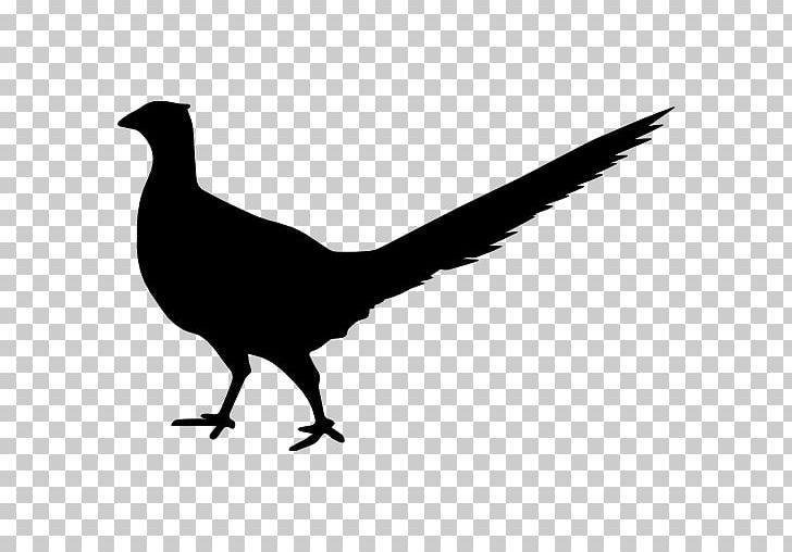 Bird Beak Animal PNG, Clipart, Animal, Animals, Beak, Bird, Black And White Free PNG Download