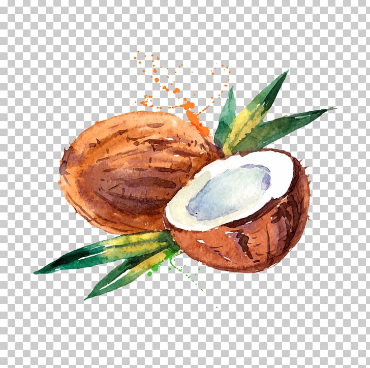 Coconut Water Coconut Milk Watercolor Painting PNG, Clipart, Coconut, Coconut Oil, Coconut Water, Drawing, Food Free PNG Download