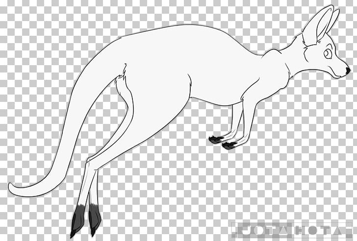 Fox Kangaroo Macropodidae Line Art Drawing PNG, Clipart, Animals, Carnivoran, Chibi, Deviantart, Dog Like Mammal Free PNG Download
