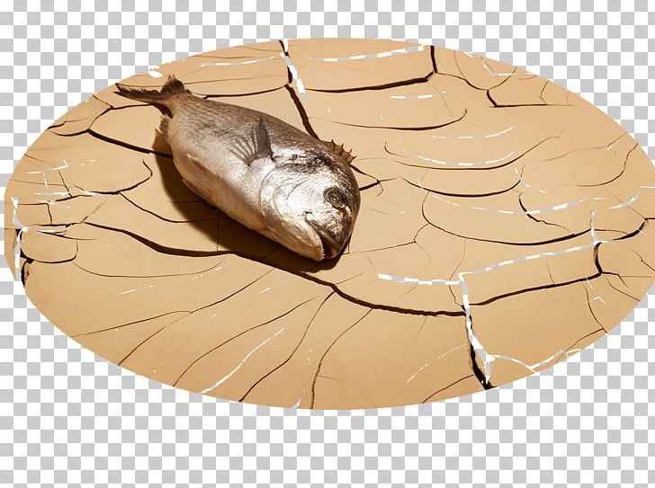 Stock Photography Fish Death PNG, Clipart, Alamy, Animals, Aquarium Fish, Arid, Dead Free PNG Download