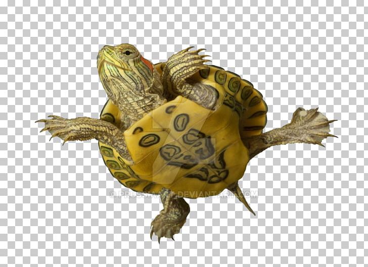 Box Turtles Tortoise Reptile Sea Turtle PNG, Clipart, 3 October, Animals, Art, Artist, Art Museum Free PNG Download