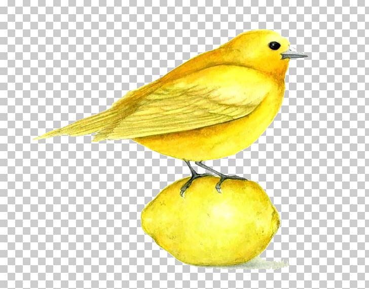 Domestic Canary Bird Yellow Watercolor Painting PNG, Clipart, Animals, Art, Atlantic Canary, Beak, Bird Free PNG Download