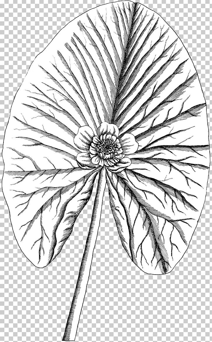 Petal Line Art Drawing Symmetry Pattern PNG, Clipart, Area, Art, Artwork, Black And White, Circle Free PNG Download