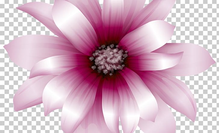 Pink Flowers PNG, Clipart, Annual Plant, Blog, Blossom, Closeup, Computer Icons Free PNG Download