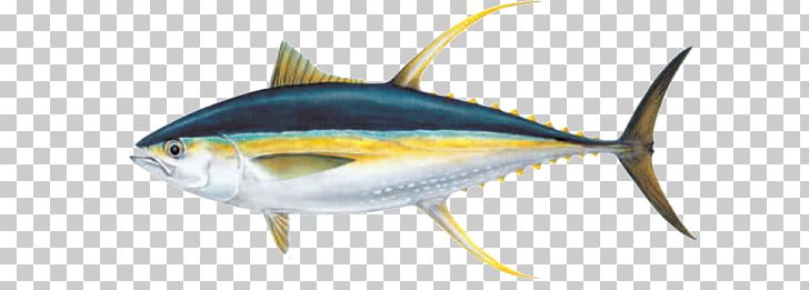 Bigeye Tuna Albacore Yellowfin Tuna Atlantic Bluefin Tuna Skipjack Tuna PNG, Clipart, Ahi, Albacore, Atlantic Bluefin Tuna, Bigeye Tuna, Bluefin Tuna Free PNG Download