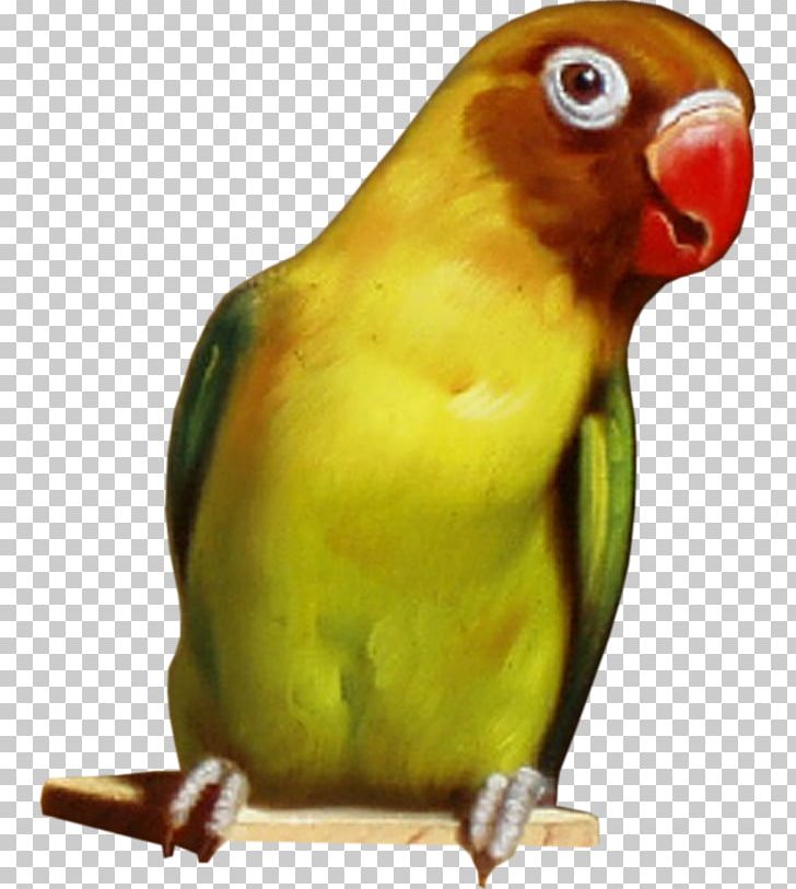 Budgerigar Lovebird Parrot Parakeet PNG, Clipart, 1 2 3, Animal, Animals, Beak, Bird Free PNG Download