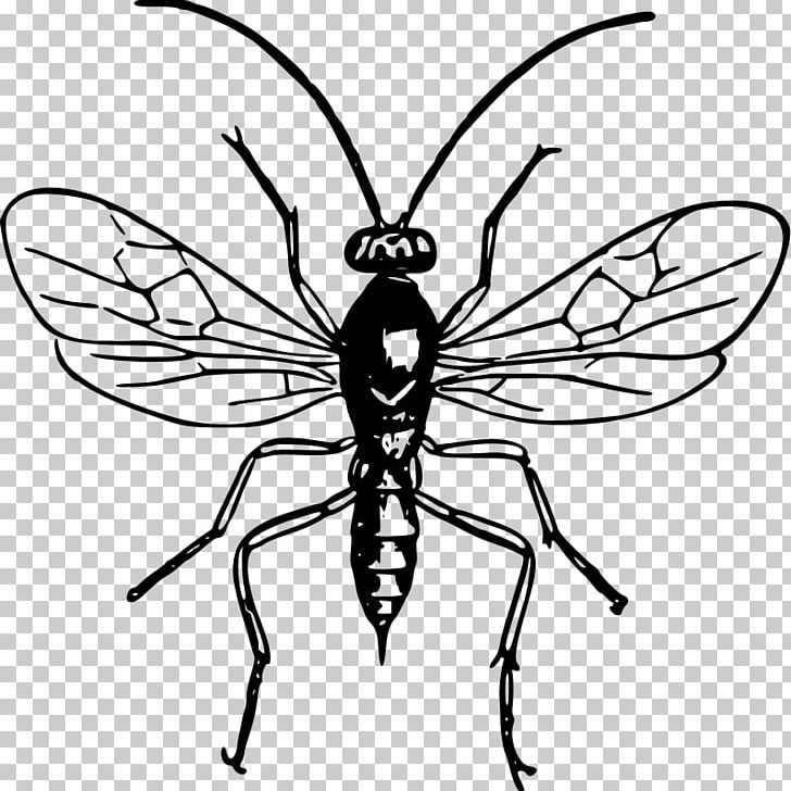 Hornet Line Art Black And White PNG, Clipart, Animals, Arthropod, Artwork, Black And White, Butterfly Free PNG Download