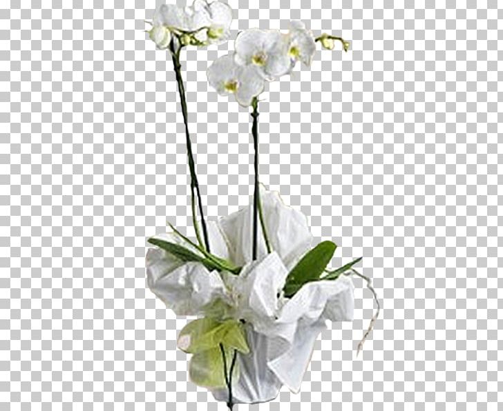 Moth Orchids Cut Flowers Plant PNG, Clipart, Artificial Flower, Branch, Cut Flowers, Floral Design, Florist Free PNG Download