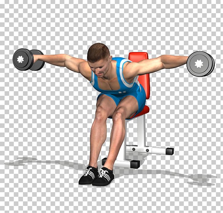 Weight Training Rear Delt Raise Alzata Laterale Deltoid Muscle PNG, Clipart, Abdomen, Arm, Balance, Barbell, Bodybuilder Free PNG Download