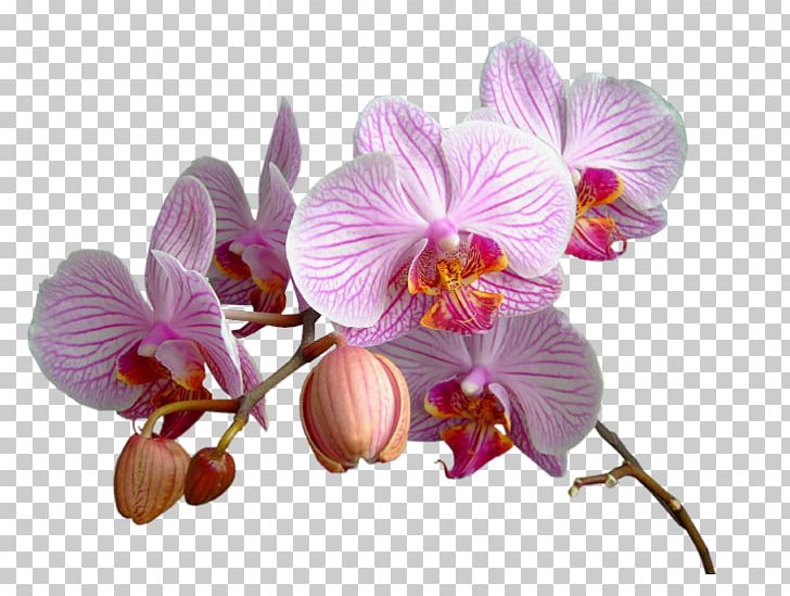 Flower Animaatio PNG, Clipart, Animaatio, Blossom, Cicek, Cicek Resimleri, Clip Art Free PNG Download