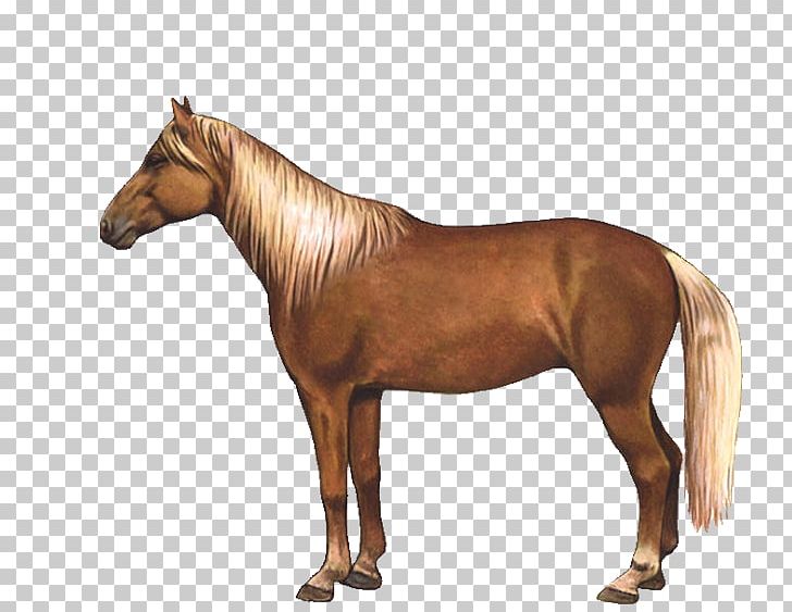 Haflinger Dartmoor Pony British Spotted Pony Breyer Animal Creations Mare PNG, Clipart, Animal Figure, Breyer Animal Creations, Bridle, Dartmoor Pony, Equine Coat Color Free PNG Download