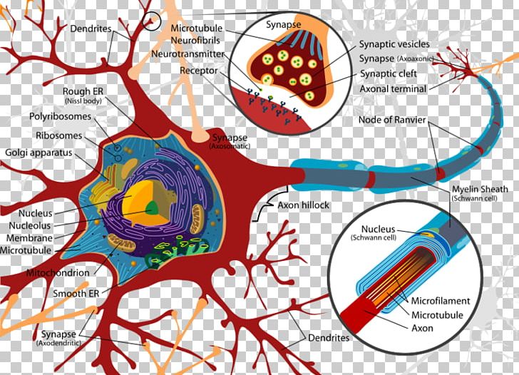 Neuron Cell Soma Organelle Axon PNG, Clipart, Area, Axon, Biological Neural Network, Brain, Cell Free PNG Download