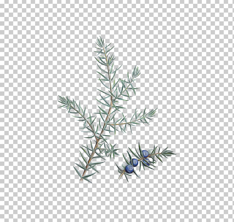 Rosemary PNG, Clipart, American Larch, Aquarium Decor, Branch, Colorado Spruce, Conifer Free PNG Download