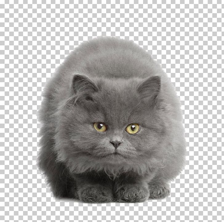 British Shorthair American Shorthair Russian Blue European Shorthair Kitten PNG, Clipart, Animal, Animals, Black, Carnivoran, Cat Like Mammal Free PNG Download