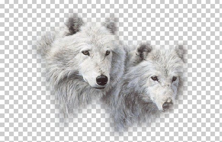Puppy Arctic Wolf Siberian Husky Lone Wolf Canidae PNG, Clipart, Animal, Animals, Arctic Fox, Arctic Wolf, Aullido Free PNG Download