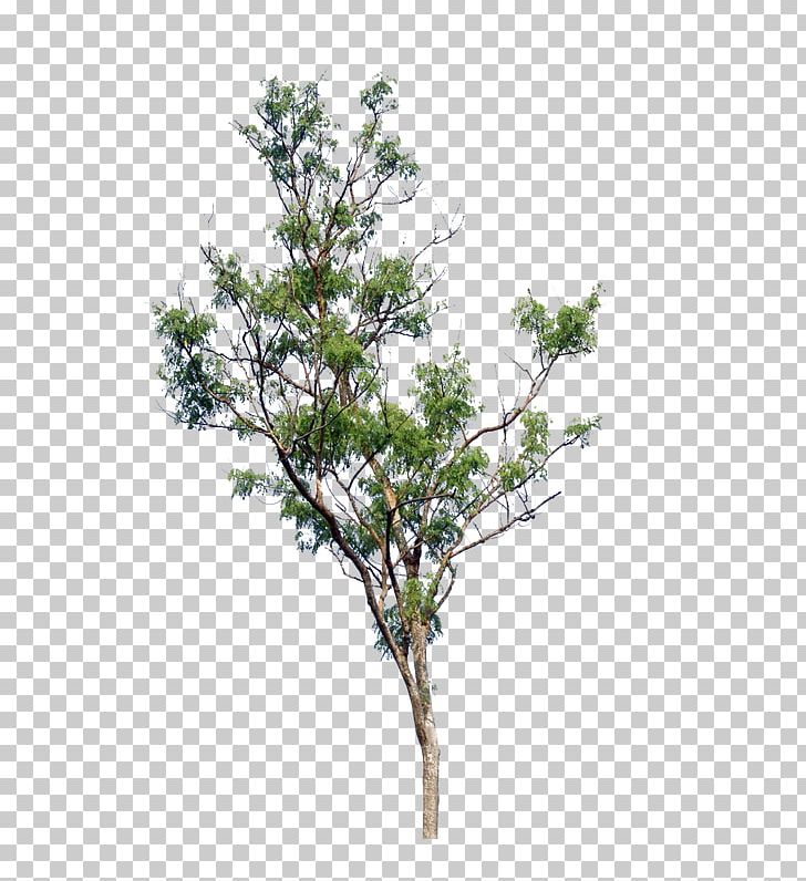 Tree Cercis Siliquastrum Shrub PNG, Clipart, Branch, Cercis Siliquastrum, Clip Art, Computer Icons, Desktop Wallpaper Free PNG Download
