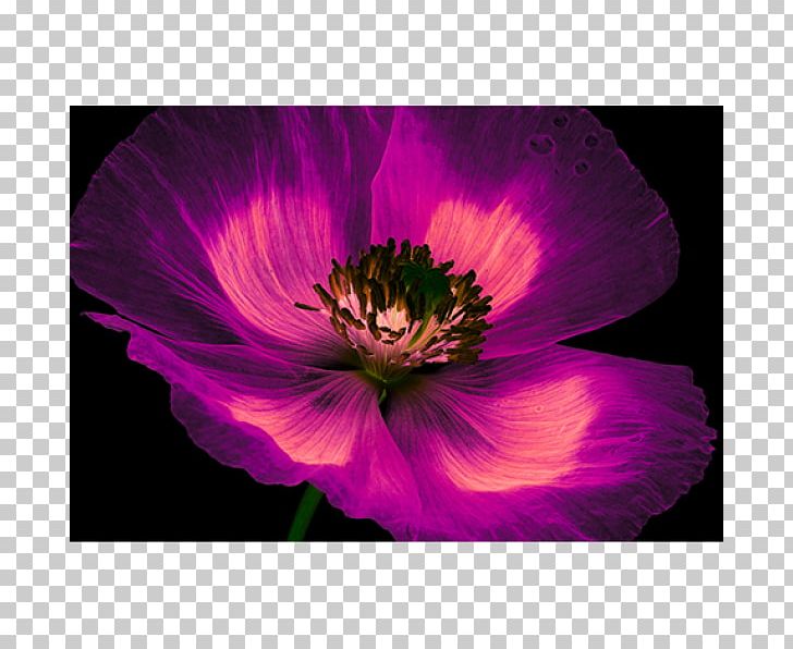 Abstract Art Floral Design Canvas Painting PNG, Clipart, Abstract Art, Anemone, Annual Plant, Art, Canvas Free PNG Download